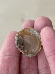 Phacoides pectinatus