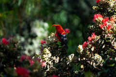 Drepanis coccinea