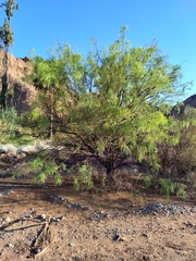 Prosopis chilensis