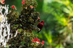 Himatione sanguinea
