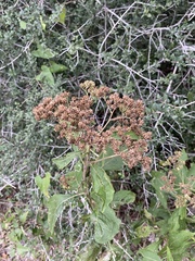 Verbesina virginica