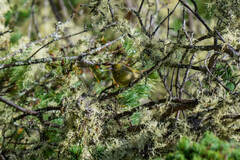 Chlorodrepanis virens wilsoni