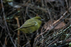 Chlorodrepanis virens wilsoni