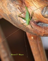 Xenicola taroba