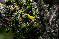 Chlorodrepanis virens wilsoni