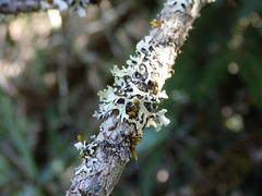 Hypotrachyna sinuosa