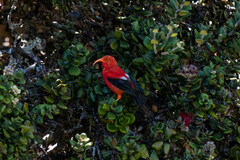 Drepanis coccinea