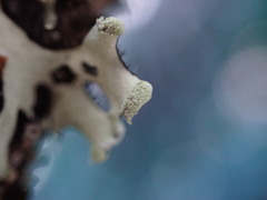 Hypotrachyna sinuosa