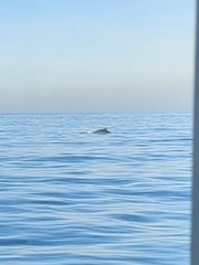 Balaenoptera acutorostrata