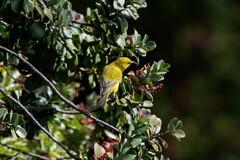 Chlorodrepanis virens wilsoni