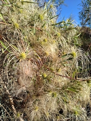 Clematis montevidensis