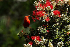 Drepanis coccinea