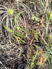 Clematis montevidensis