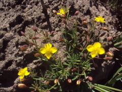 Scoparia montevidensis