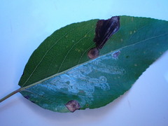 Phyllocnistis populiella