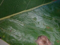 Phyllocnistis populiella