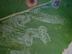 Phyllocnistis populiella