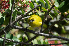 Chlorodrepanis virens wilsoni