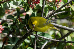 Chlorodrepanis virens wilsoni