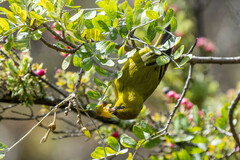 Chlorodrepanis virens wilsoni