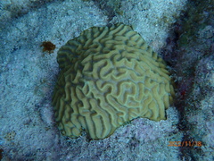 Pseudodiploria strigosa