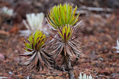 Argyroxiphium grayanum