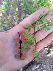 Vachellia aroma