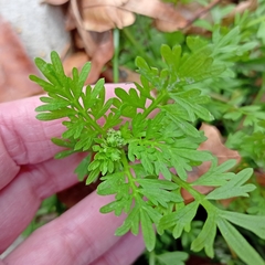 Lepidium didymum