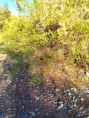 Vachellia aroma