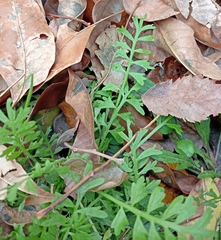 Lepidium didymum