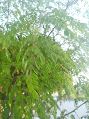 Moringa