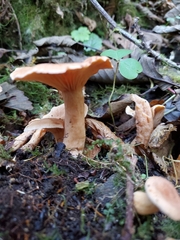 Lactarius subflammeus