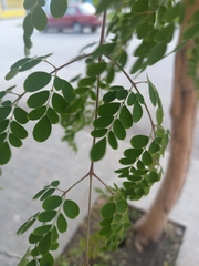 Moringa