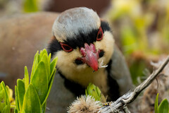 Chukar