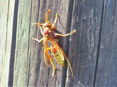Polistes dorsalis
