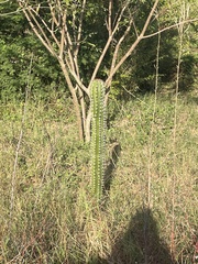 Pachycereus pecten-aboriginum