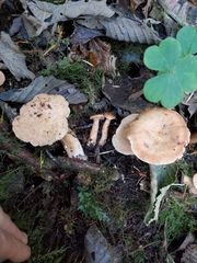 Lactarius subflammeus