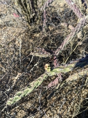 Cylindropuntia