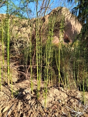 Equisetum