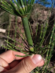 Equisetum