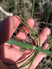 Equisetum
