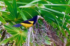 Icterus prosthemelas