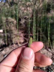 Equisetum