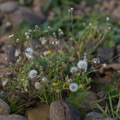 Senecio viscosus