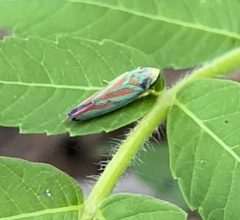Graphocephala fennahi