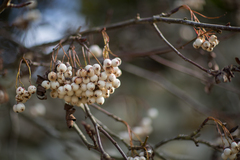 Sorbus cashmiriana
