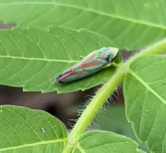 Graphocephala fennahi