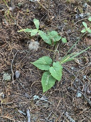 Clematis occidentalis grosseserrata