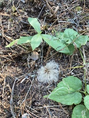Clematis occidentalis grosseserrata