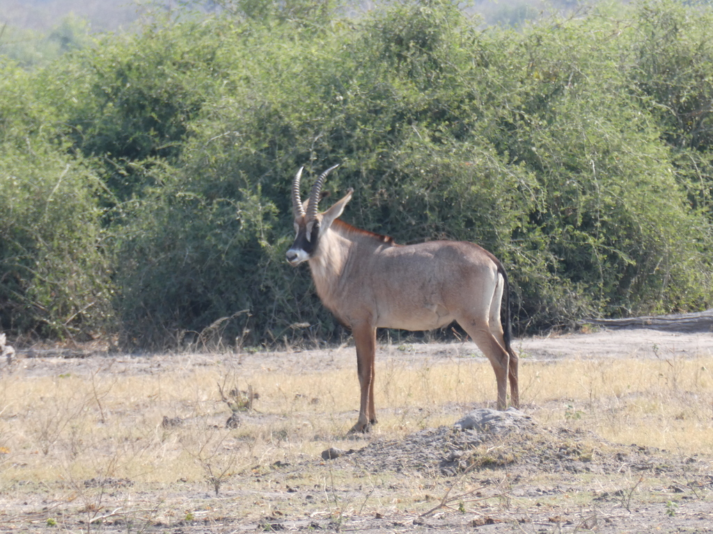 Hippotragus equinus equinus, Chobe District, Botsuana, by misumeta
